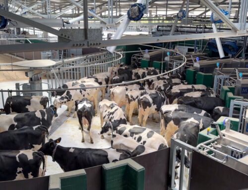 La Fattoria cresce: completato il 1° step del nuovo progetto di stalla e batch milking